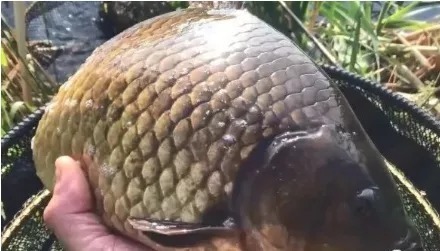 秋天钓鲫鱼,大板鲫就藏在这8种地方,找准了保你钓得爽歪歪