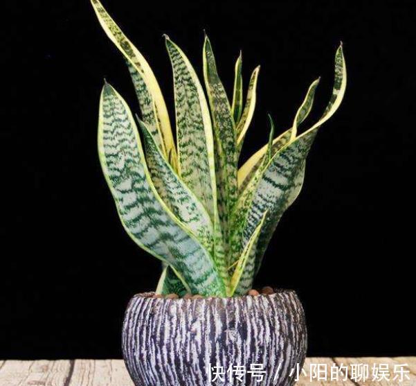 卧室摆上5种花,小巧可爱好养护,释放氧气空气好,每晚都睡得香