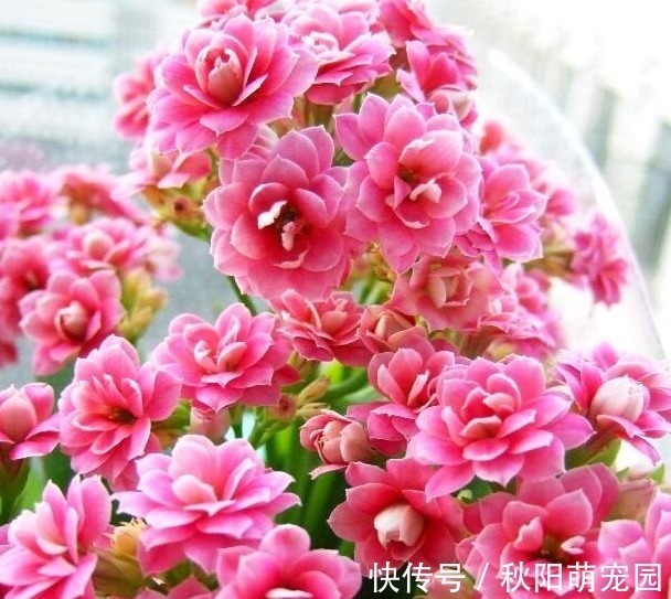 品质|长寿花通过嫁接改变品质,掌握方法技巧,轻松解决问题