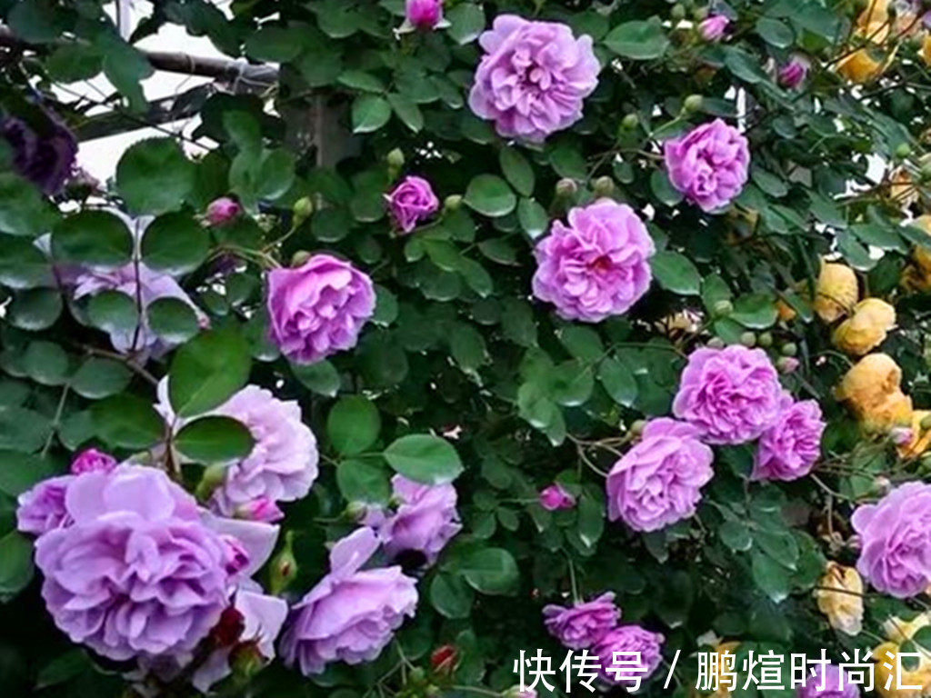 阳台党养花别跟风,图片是别人家的,适合自己的才省心省力