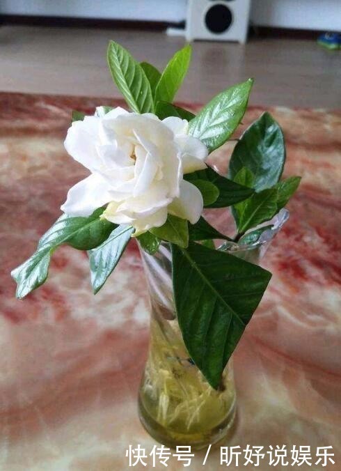 给栀子花喝口“甜水”,叶不黄根不烂,一次能长20个花苞!