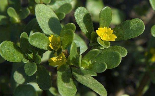 减肥|4种食物是“湿气克星”,比薏米好20倍,常吃可轻松瘦到90斤