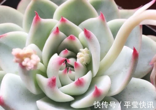 多肉吉娃莲如何养教你3个小妙招,养出鲜艳饱满有光泽的吉娃莲