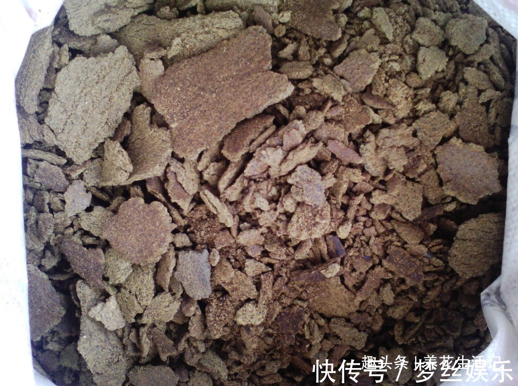 月月|月季花开花少试试这“3种”肥,夏秋开花简单繁多,观赏效果强