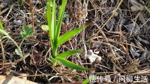 调理|有一味滋阴润燥的中药,李时珍说它“上则清肺,下则润肾”