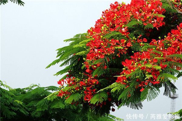 喜欢绿萝,不如养盆精品绿植白脉椒草,叶色清新淡雅郁郁葱葱!