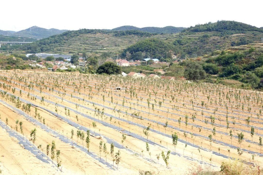 翅膀|红樱桃为乡村振兴插上“金翅膀”！