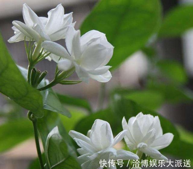 茉莉花|茉莉老桩换盆,做好“1步”处理,不黑叶不烂叶,变“开花机器”