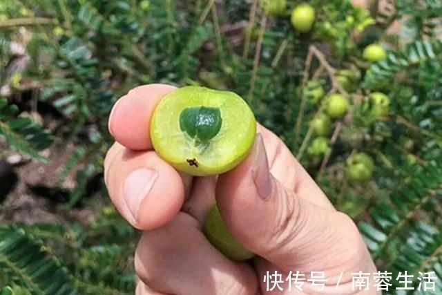 甘回味甜|7月才成熟,果肉又酸又苦,乡下小孩看了嫌弃,城里卖9元一斤