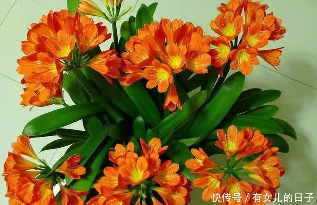 自带|这“3种”植物,自带“贵气”,再贵也要养,能“旺运”!