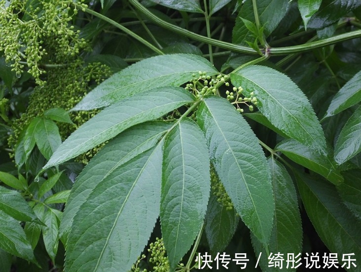 臭名|农村臭名远扬接骨丹 主治风湿和跌打 廉价草药功效大