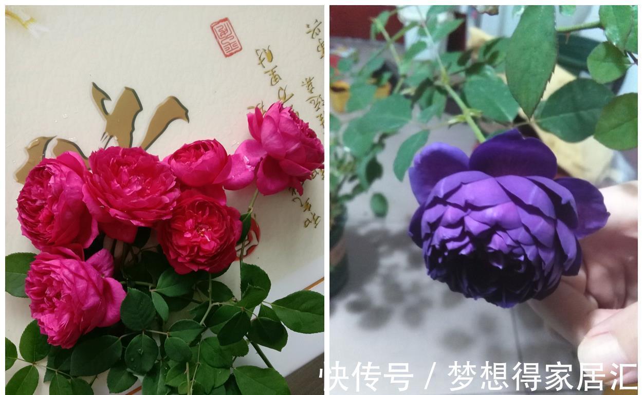 花友|你的阳台还有位置吗？养棵“秋日胭脂”，多季有花看，赏花又闻香