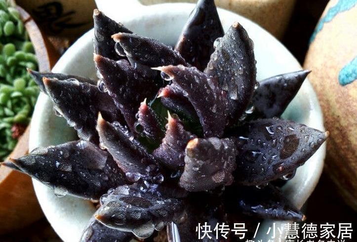 黑夜|多肉古紫颜色黑到没朋友,养好之后又酷又飒,宛若黑夜里的骑士