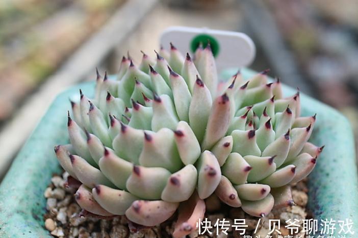 爪系多肉啥品种养的人最多?当然是绿爪!别说你没养,骗人可不好