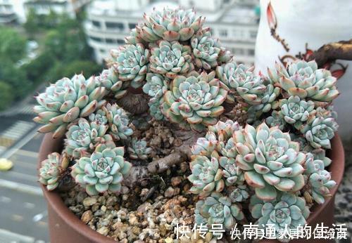 多肉植物|养棵多肉蓝姬莲，块头大长势旺，还很容易爆盆，适合新手