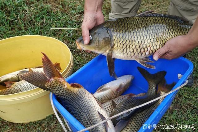 钓生口鲤鱼用哪种味型的窝料诱鱼效果好?钓生口鲤鱼的窝料味型