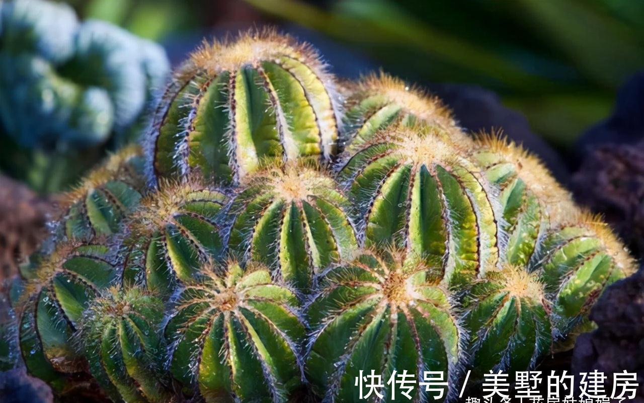 这6种花就得“懒养”,要“多光照、多通风、少浇水”,才长得旺