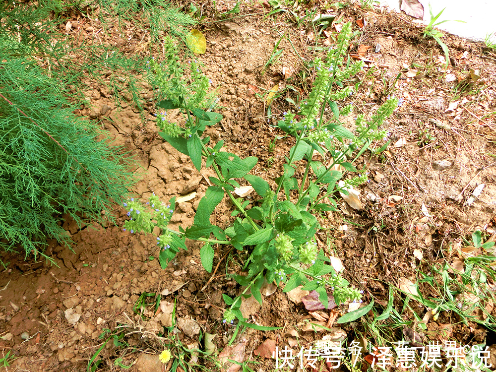 食用价值|又臭又难看,农民却当成宝,嫩叶是极品野菜,晒干还能泡茶喝