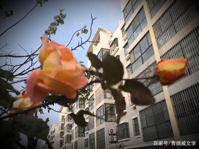 五律$七律 守望（外八首）