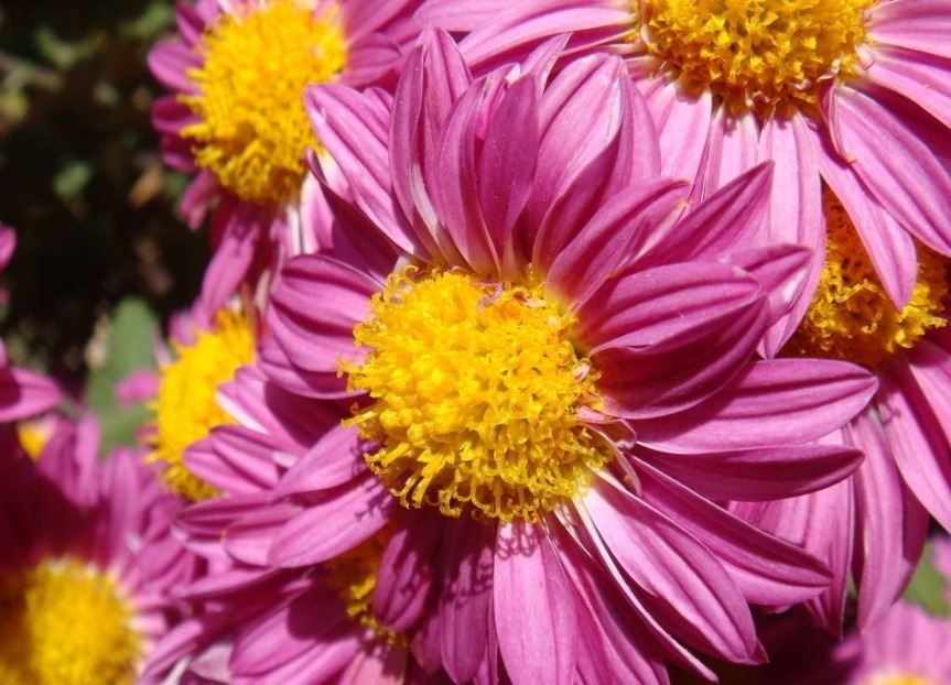 三种“懒人花”,管理越多越难成活,半月不浇水,反而花爆盆!