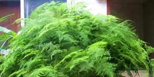 客厅养上4种花,好养又大气,叶片四季翠绿,还能净化空气