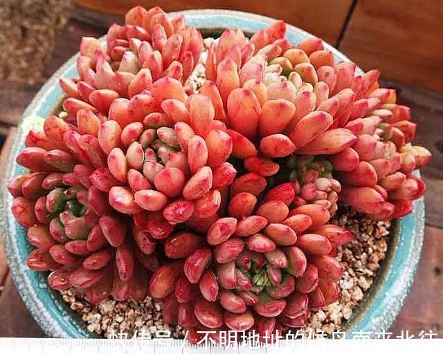 60种多肉图鉴及养护要点,1分钟学会,超全超实用!