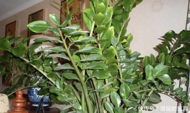  变高|客厅养护“金钱树”，2个方法学好了，16天冒新芽，植株变高！