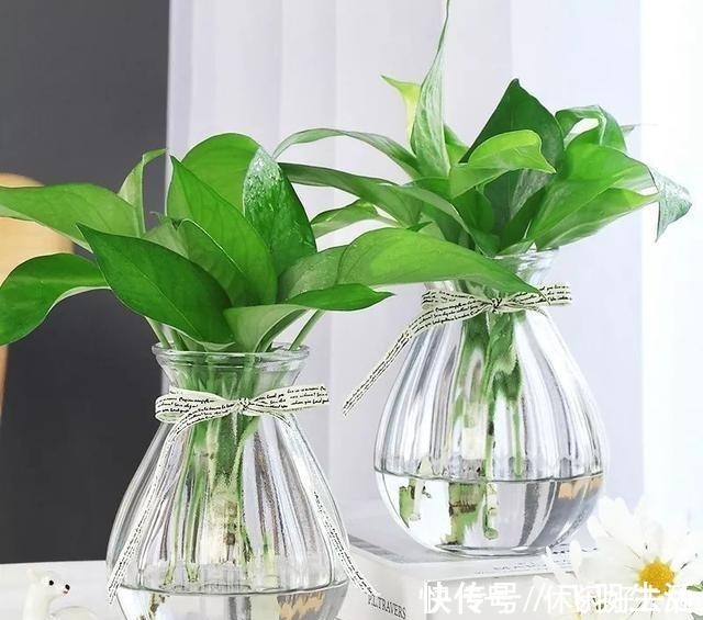 绿萝|这4种花 剪一段枝条丢水里就生根 家中绿意盎然!