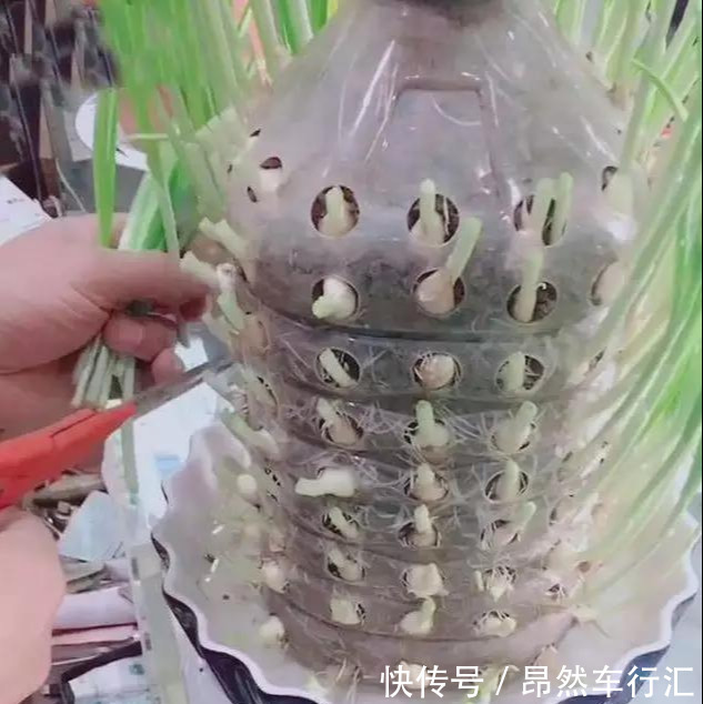 小菜园|养花技巧:一个油桶胜过两花盆,种菜养花好用又省钱!