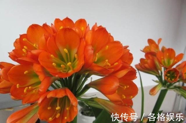 认清君子兰的“开花之道”讲究大!从此年年开花,从不夹箭!