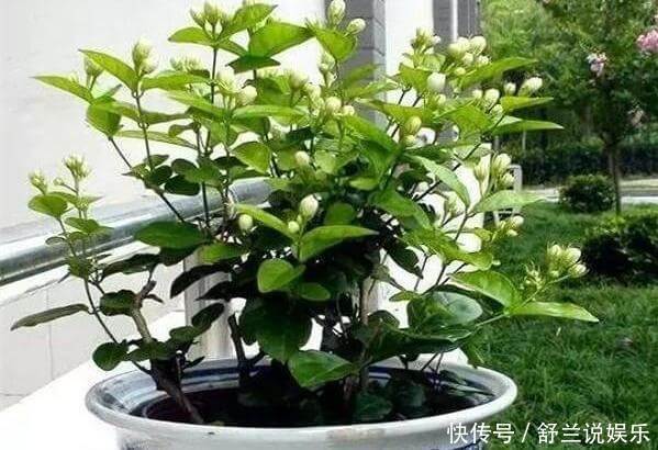 茉莉用缓释肥远水解不了近渴！此2种水10天浇一次，嗖嗖长花苞