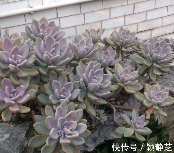 多肉最美的状态有很多种,对糖心情有独钟,6个品种出糖心真漂亮