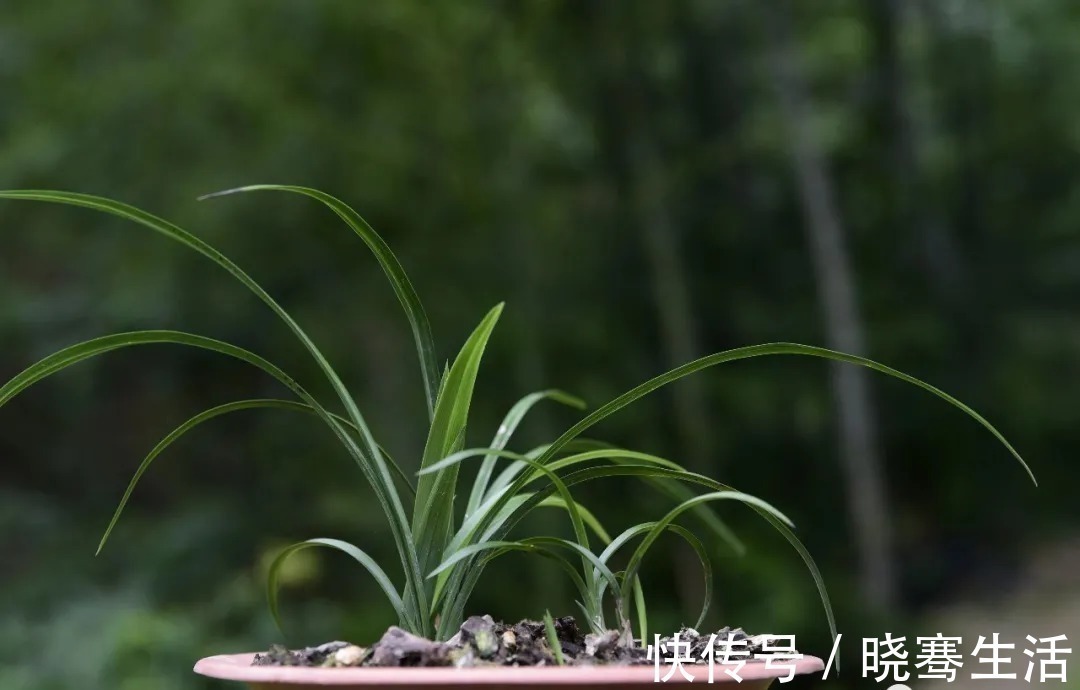 这样的兰花,无论怎么施肥都不开花,磷酸二氢钾也不行