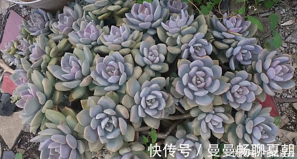 黄丽|6种多肉好养活,夏天不休眠,晒晒太阳红彤彤,度夏也萌