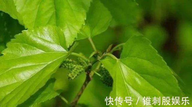 胰岛素|糖尿病的“冤家”找到了，平时尽量多吃4种食物，血糖或慢慢下降