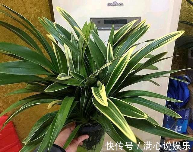 兰花|想养兰花金边中国龙，做好几点，新手养它不犯怵，照样养好它