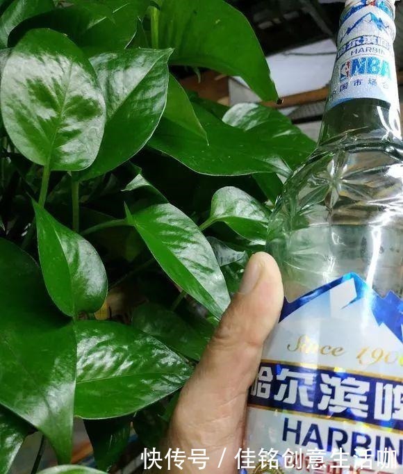 橘子皮|养花不给花洗澡,难怪长不好总黄叶,别忽视!