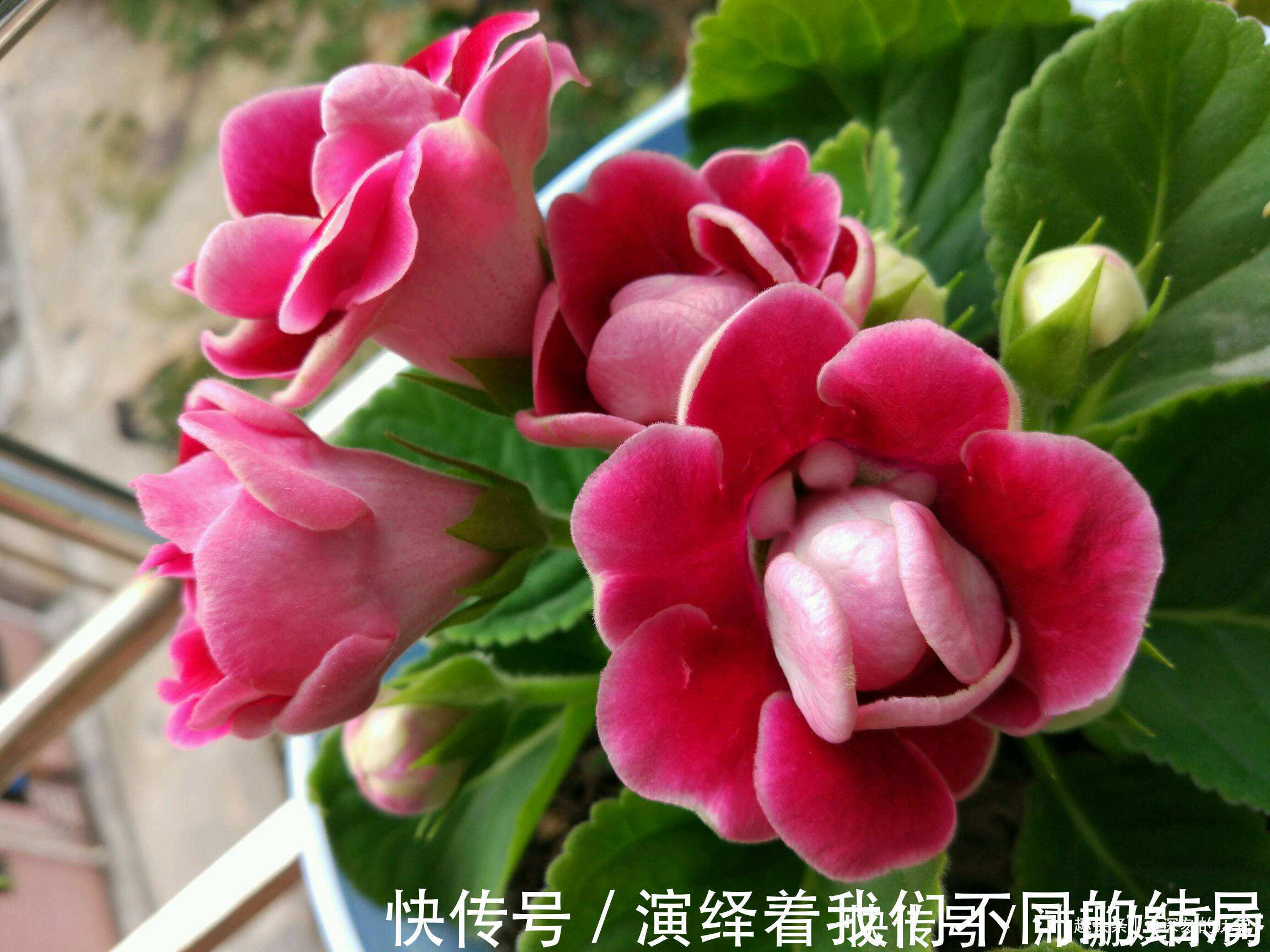 此花人人见了都夸美，是优良的观赏花卉之一，代表着华美和欲望