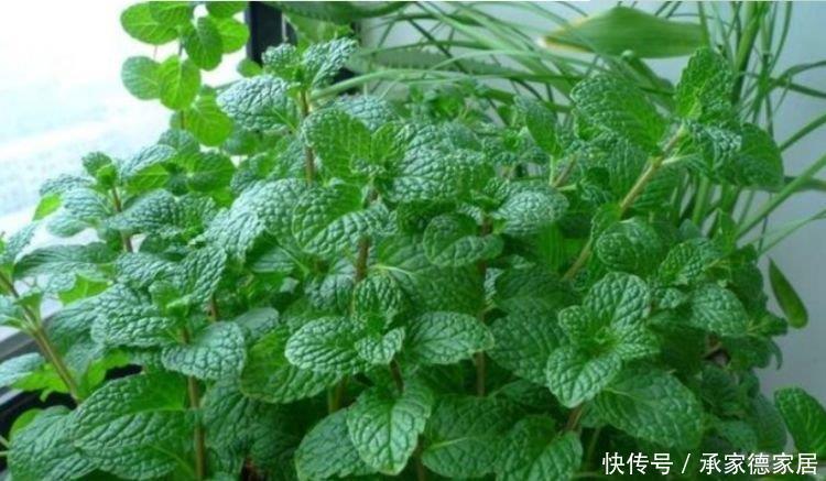 漂亮|4种“平民花”,便宜好养又漂亮,花量大不操心,越养越喜欢