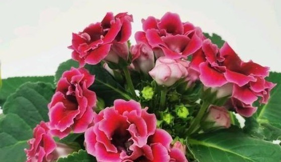 6种“大吉大利花”,开春养一盆,花苞爆开,“招财又旺家”