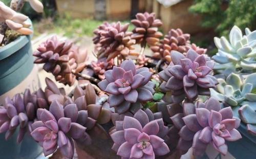 光照|5月种下这几种多肉，皮实好养不怕热，35摄氏度照样生机勃勃