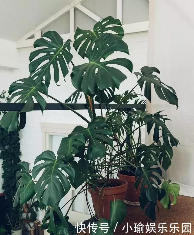 客厅养花,聪明人就选这6种,时尚大气,旺人旺宅!