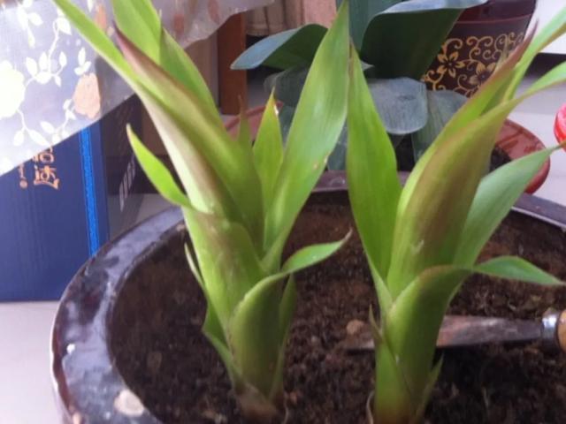 养花技巧这花不是一次性,开完别扔,还能再养7、8年