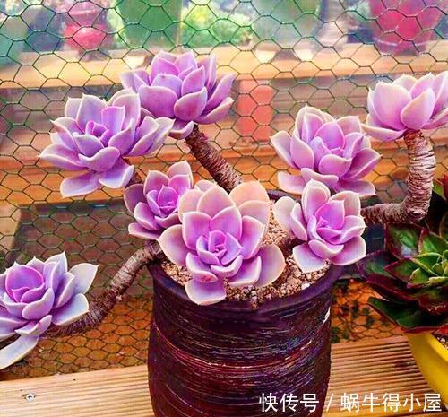 春天养多肉选它,皮实又好养,上色美极了,容易成老桩