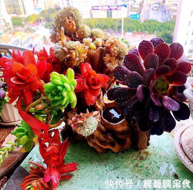 花友|这“三种花”爱淋雨，入春让它们“淋一淋”，撒欢长芬芳小半年
