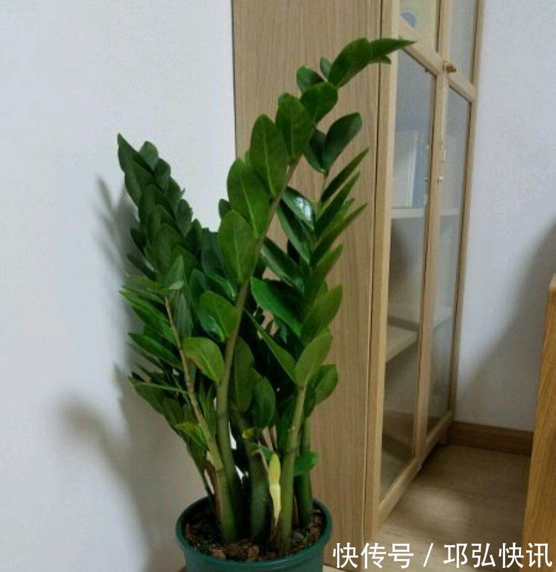 金钱树怎么浇水按照3种方式浇水，金钱树长势旺不黄叶掉叶