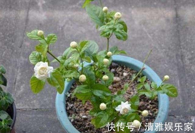 淘米|茉莉花最爱3种“肥料”,家中就有,浇一点,花大芳香、开爆盆!