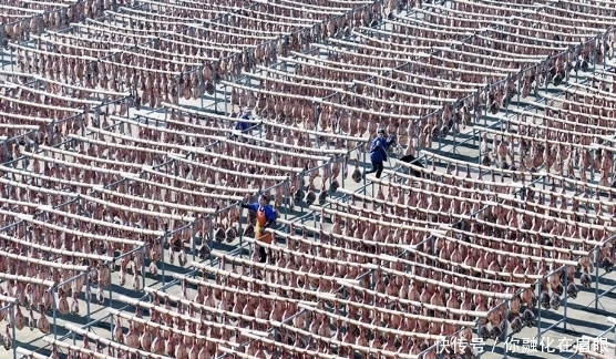 晾晒|金华火腿扎堆晾晒场面壮观,成品45元一斤