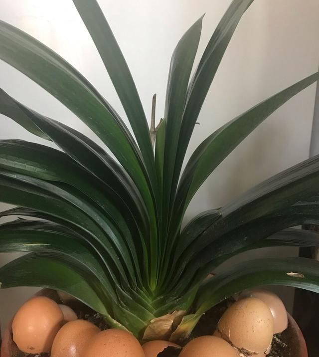 不生虫|养了多年花,才知道鸡蛋壳这么处理,不生虫、肥效足,养啥啥旺