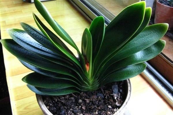 养分|张大爷养了8年的君子兰不开花,丢露台上虐一虐,乖乖冒花箭